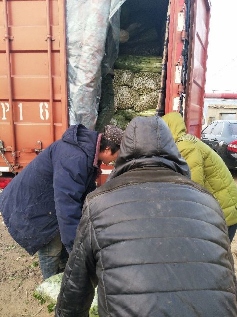 西芹50cm以上