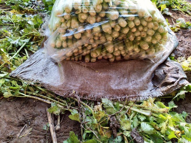 西芹50cm以上