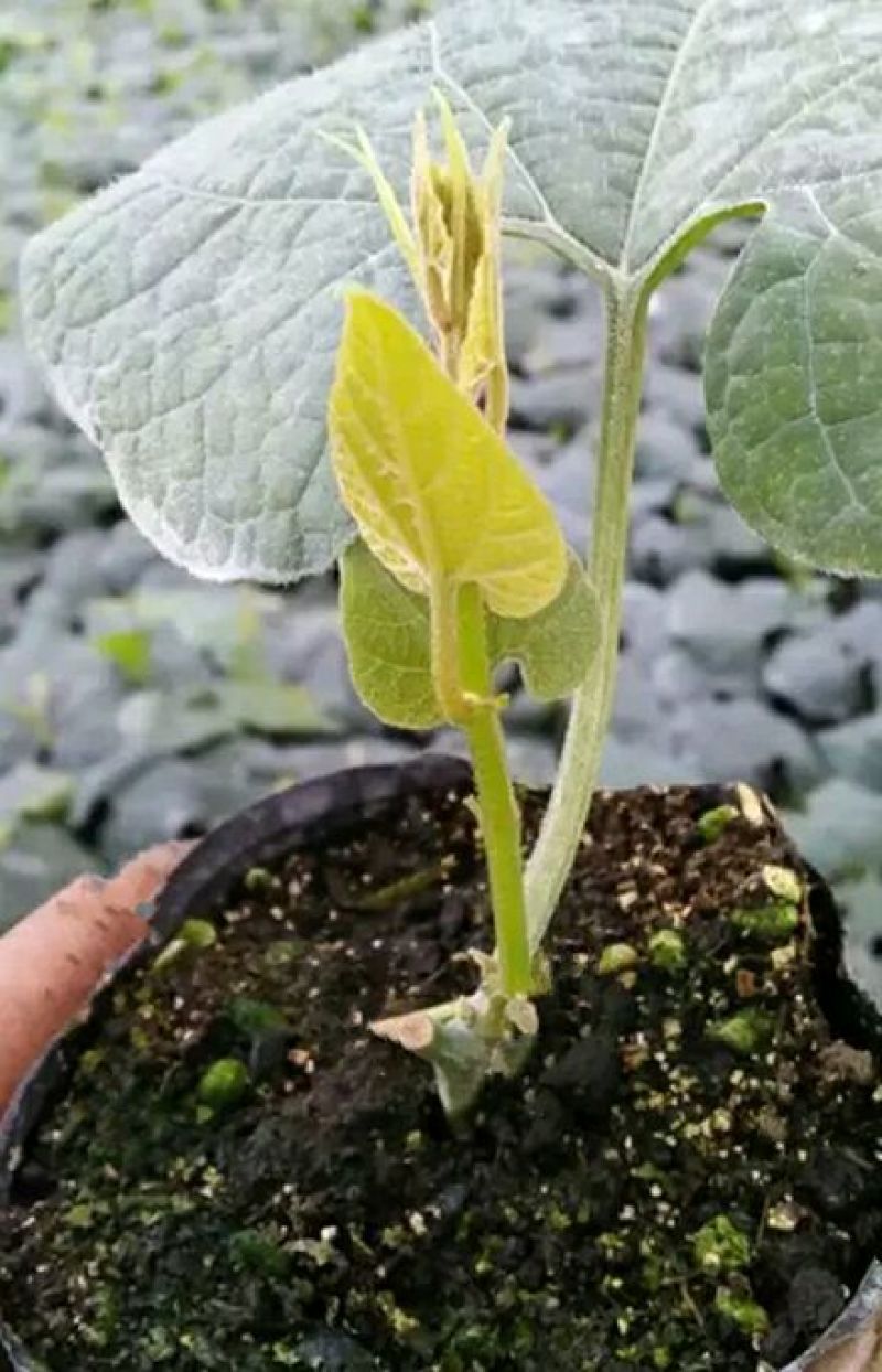 罗汉果苗