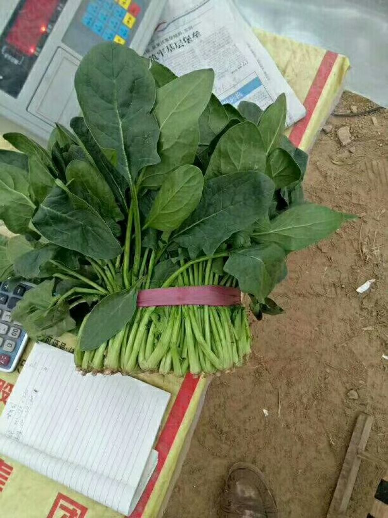 产地直销，代发全国，越冬菠菜25~30厘米