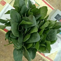 产地直销，代发全国，越冬菠菜25~30厘米