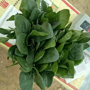 产地直销，代发全国，越冬菠菜25~30厘米