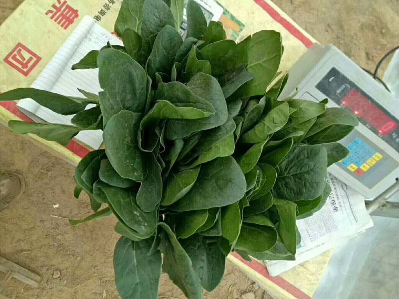 产地直销，代发全国，越冬菠菜25~30厘米