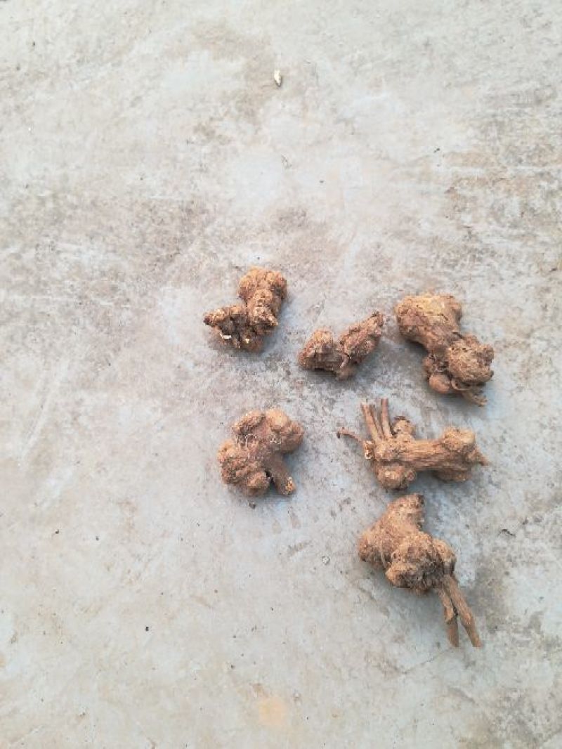 白术15~20g白术芽子一块八一斤你管种我管收！