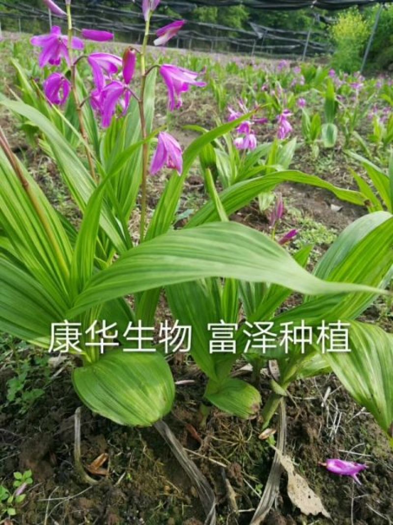白芨种苗10~20cm