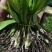 白芨种苗10~20cm