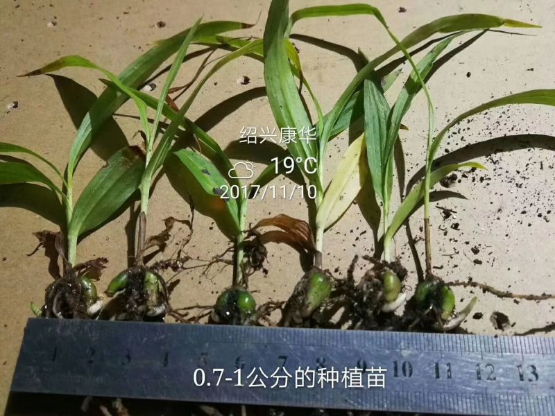 白芨种苗10~20cm