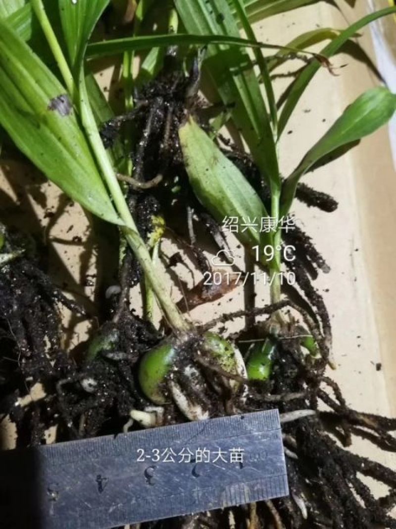 白芨种苗10~20cm