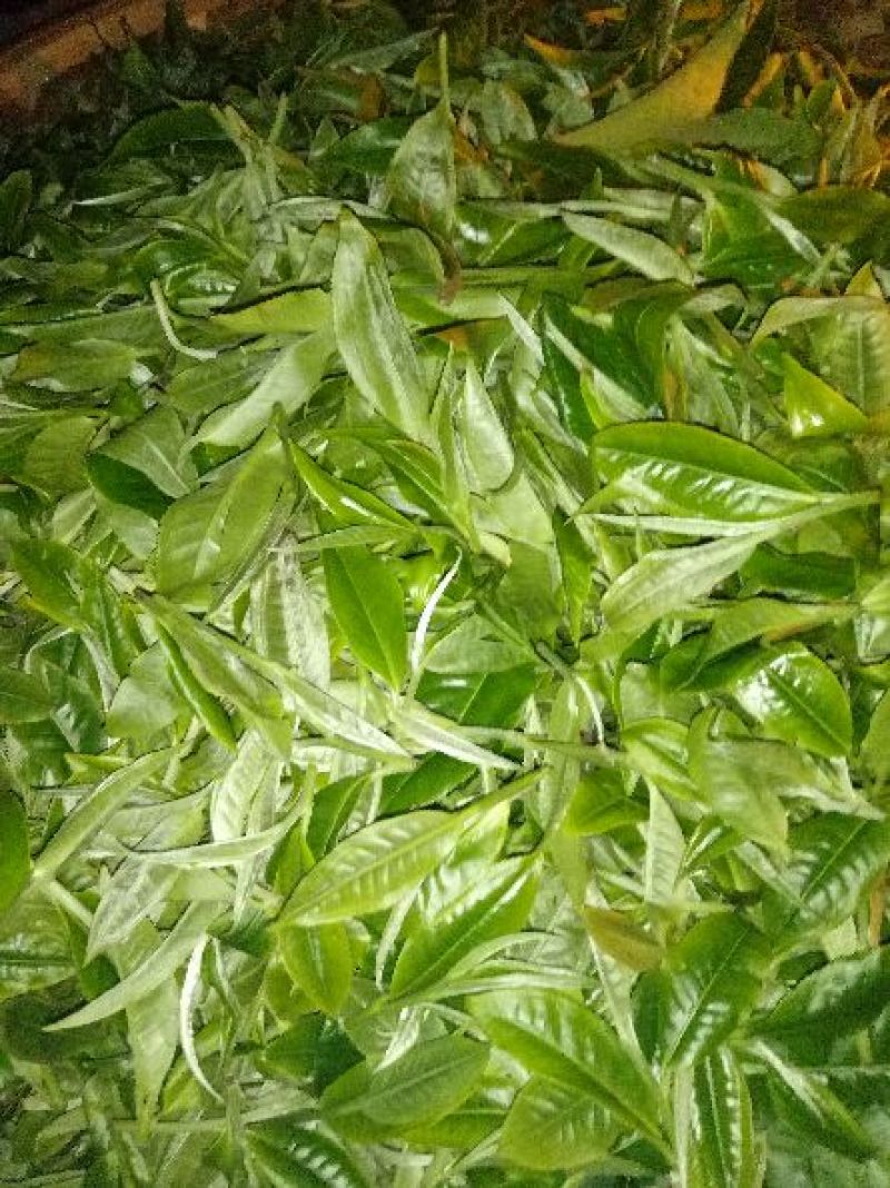 普洱茶一级