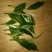 普洱茶一级