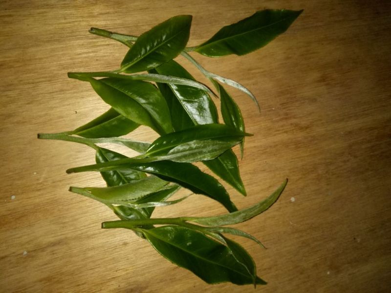 普洱茶一级