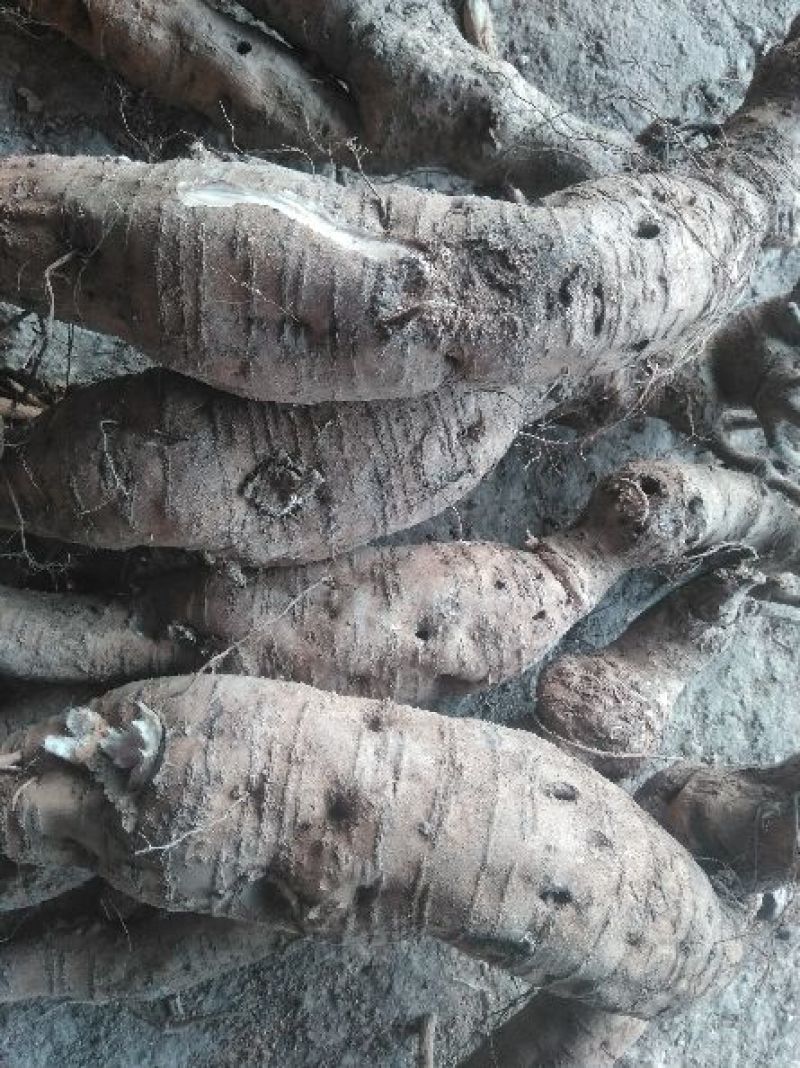 新鲜葛根长期供货直发产地保证正品