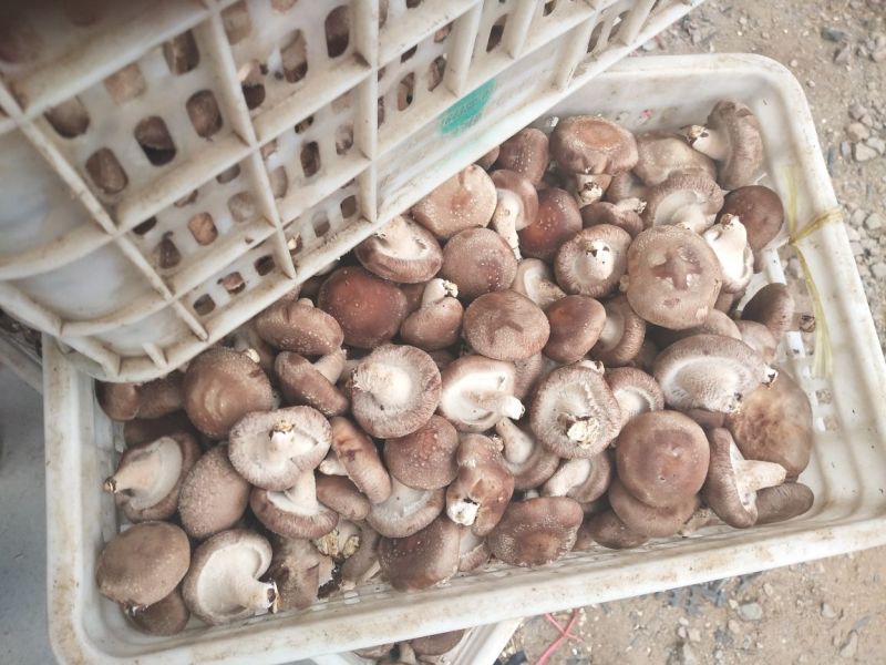 0912香菇不开伞3%鲜货3.5~4cm