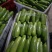 万亩西葫芦，新鲜，颜色绿，光泽亮，一手货源