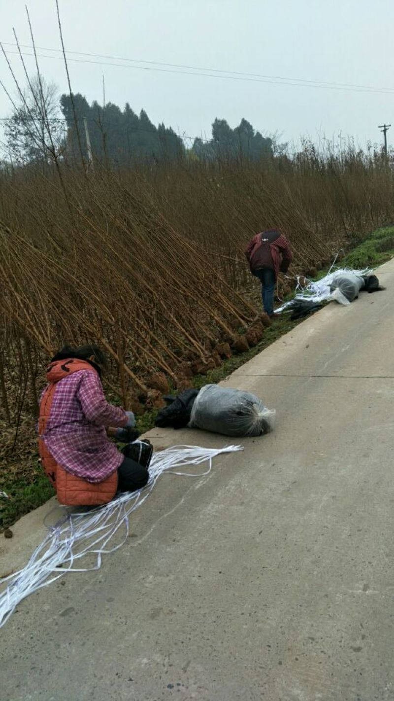 蜂糖李子苗0.6-5公分都有，公司苗场，可签合同包品种