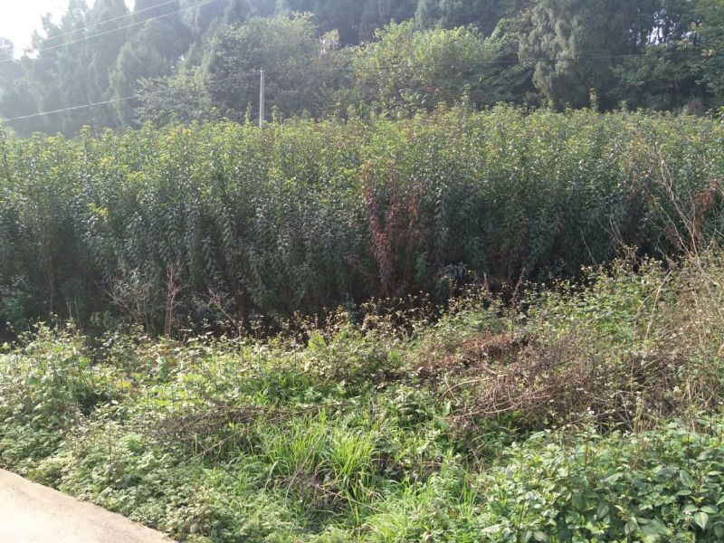蜂糖李子苗0.6-5公分都有，公司苗场，可签合同包品种