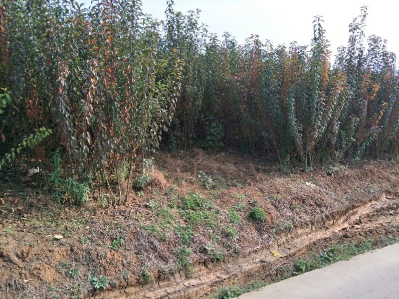 蜂糖李子苗0.6-5公分都有，公司苗场，可签合同包品种