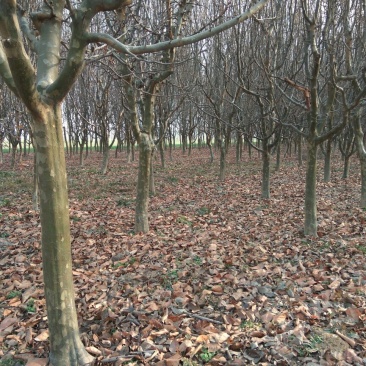 木瓜树231~260cm