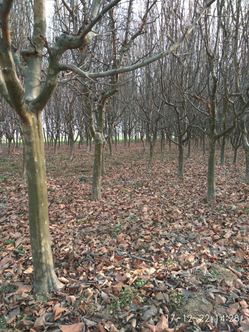 木瓜树231~260cm