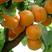 杏树苗荷兰香蜜杏，珍珠油杏丰园红杏树，包品种供技术指导