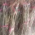 杏树苗荷兰香蜜杏，珍珠油杏丰园红杏树，包品种供技术指导