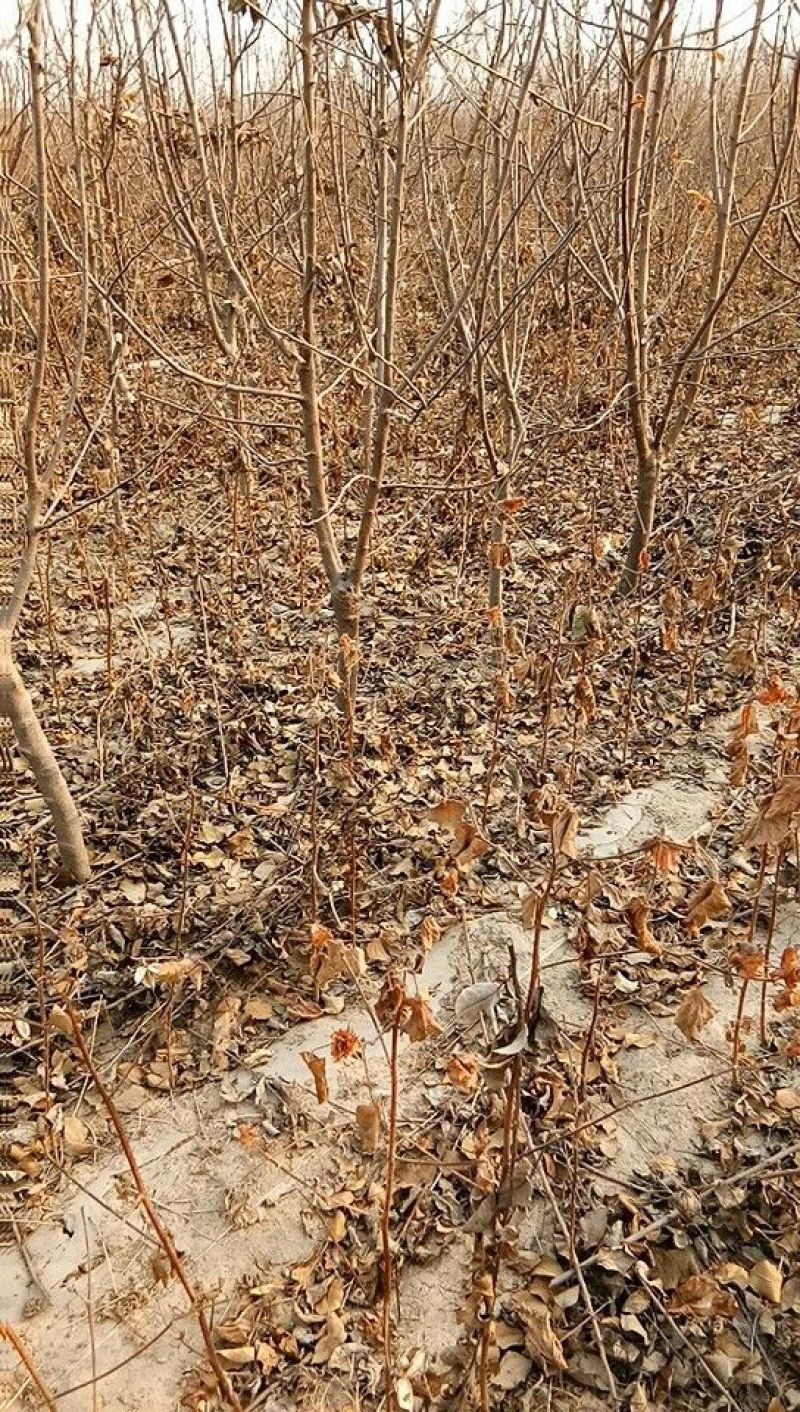 占地桃树6~8cm0.5~1米