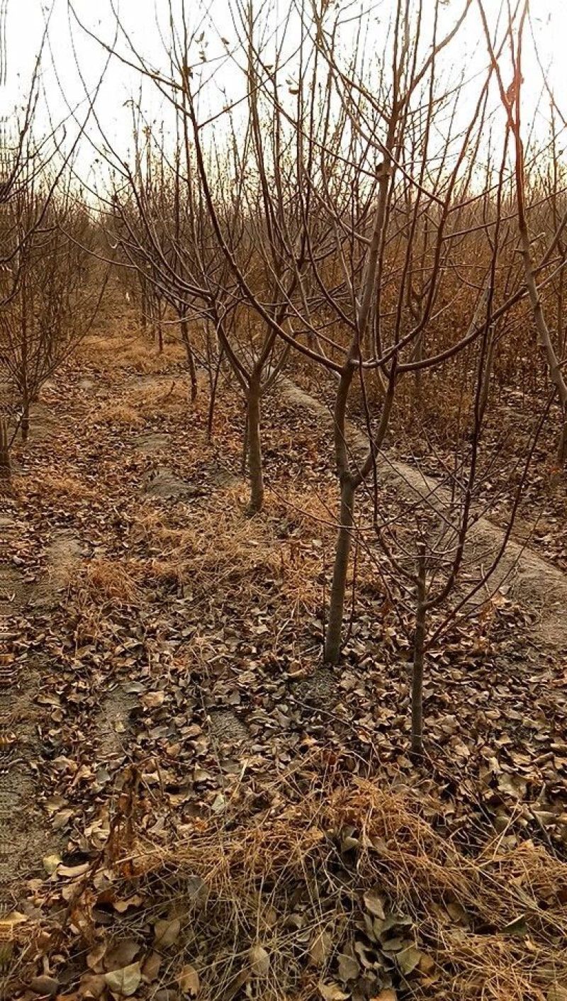 占地桃树6~8cm0.5~1米