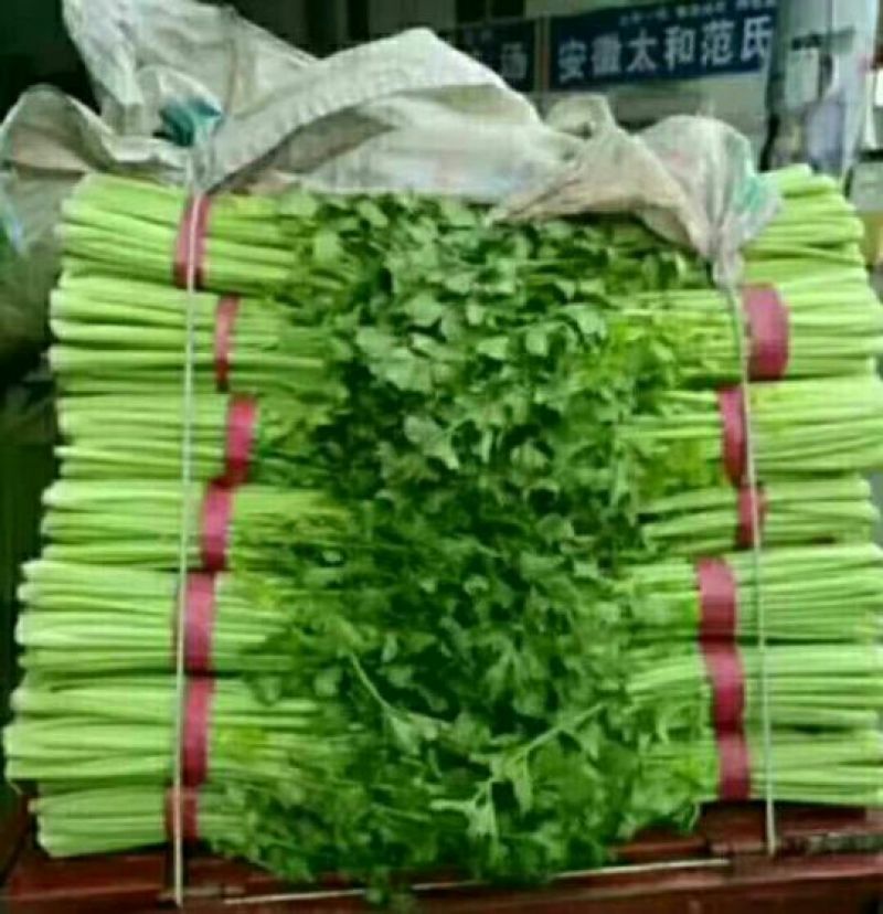 法国皇后芹菜45cm以上大量现货