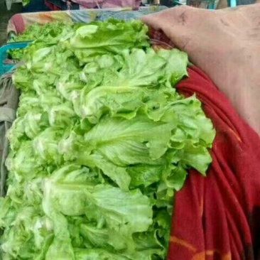 生菜5两~6两