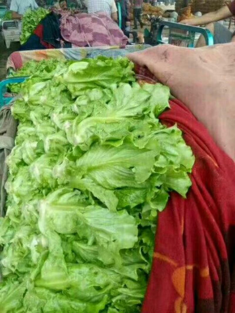 生菜5两~6两