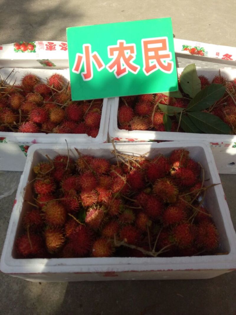 毛丹1.5~2cm