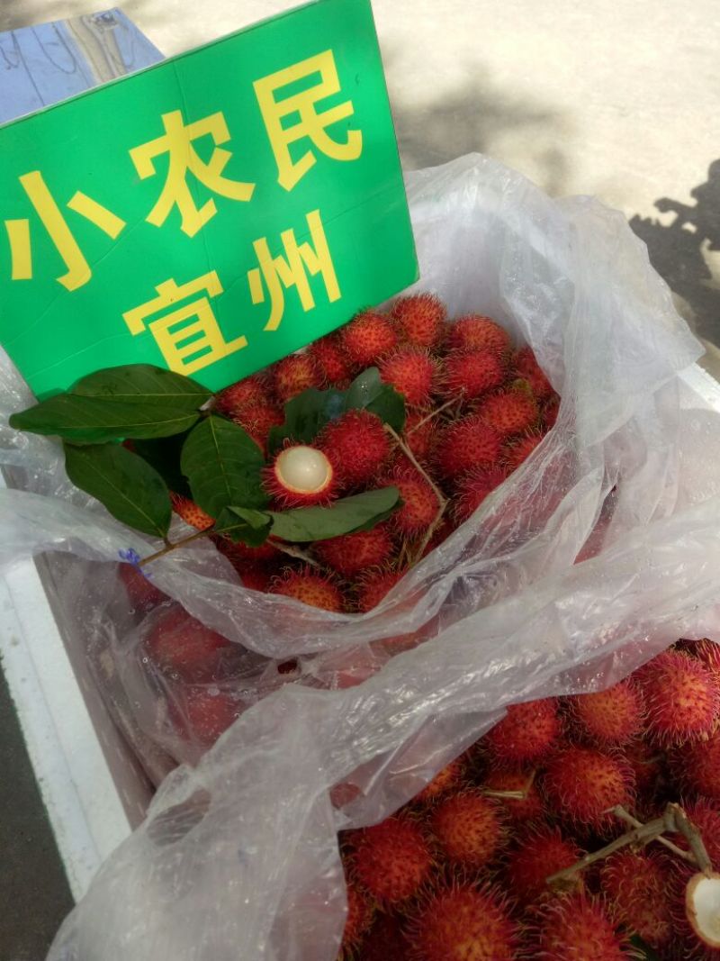 毛丹1.5~2cm