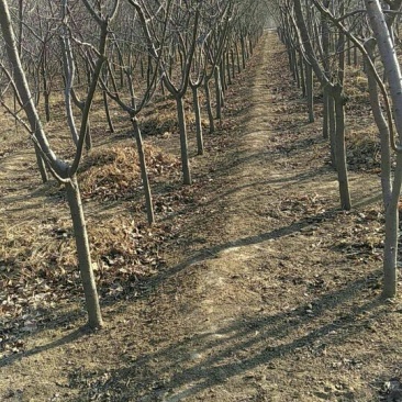 杏树4~6cm4~6cm0.5~1米