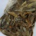 胡子鲶食用