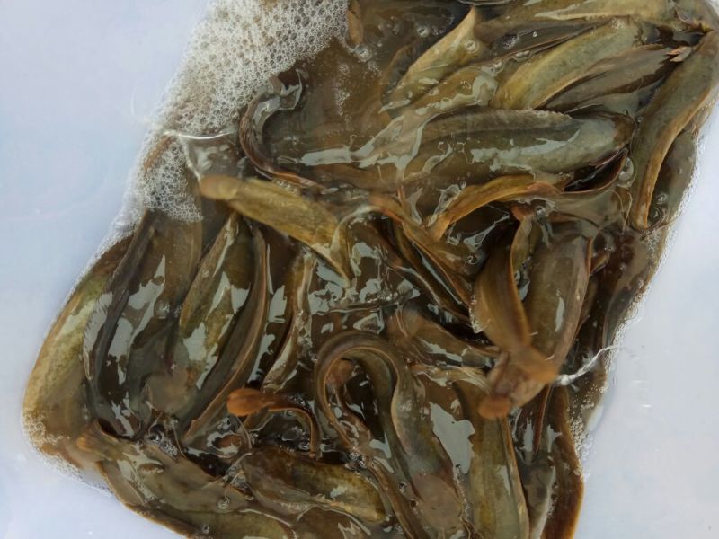 胡子鲶食用