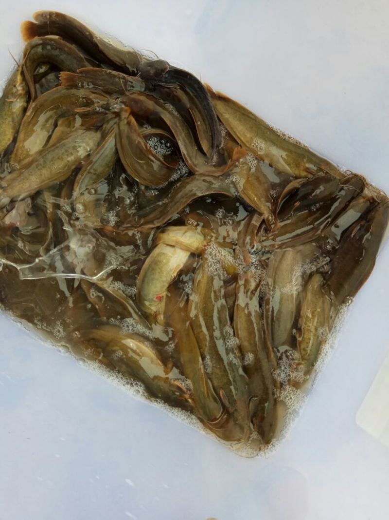 胡子鲶食用