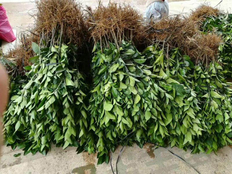 柠檬苗50~80cm