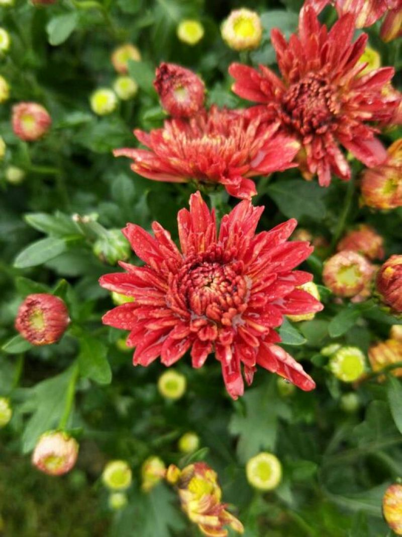菊花种苗