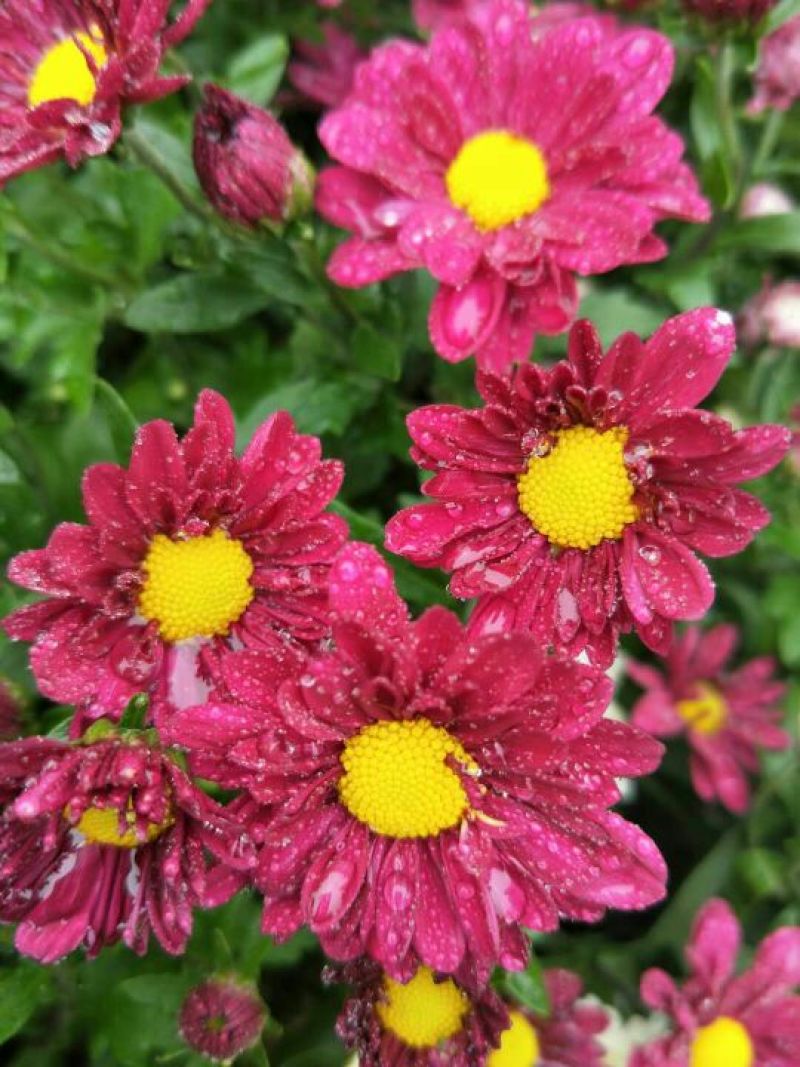 菊花种苗