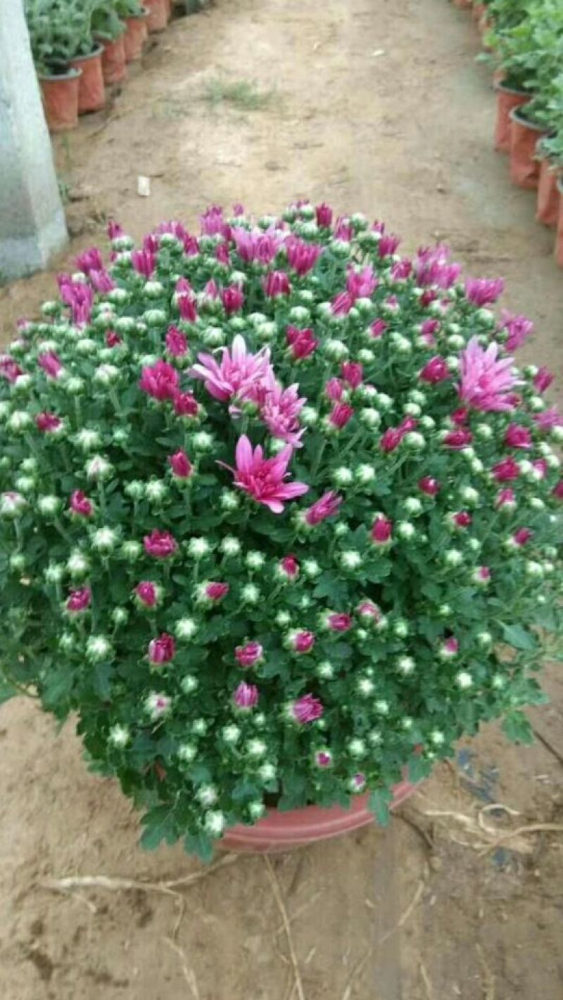菊花种苗