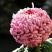 菊花种苗