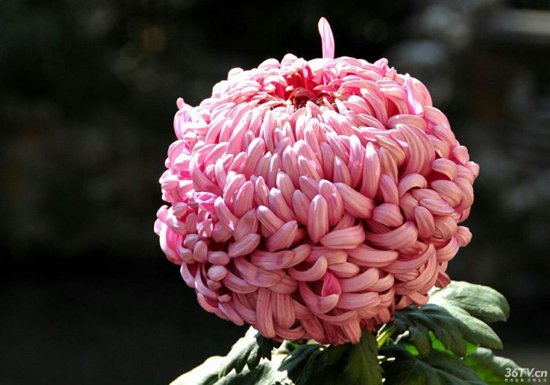 菊花种苗