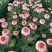 菊花种苗