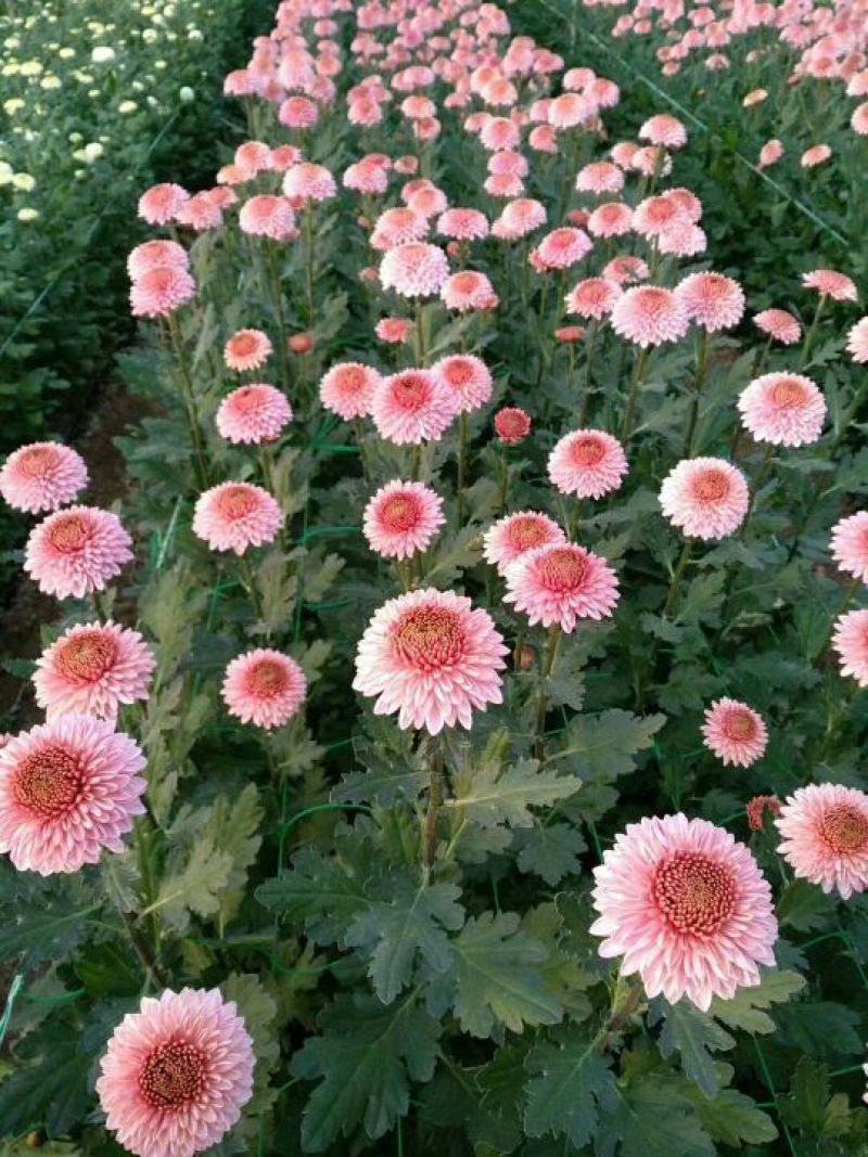 菊花种苗