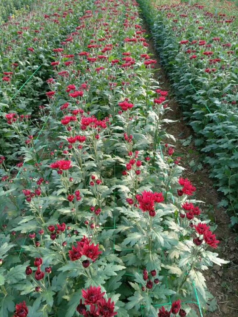 菊花种苗