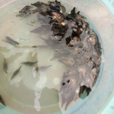 斑鳜食用活鱼30~40cm