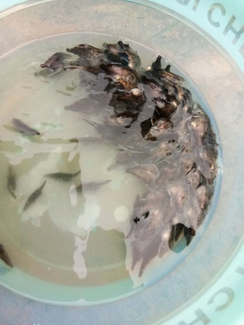 斑鳜食用活鱼30~40cm