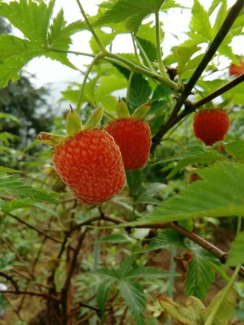 树莓苗野生高产红树莓苗