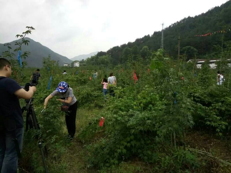 树莓苗野生高产红树莓苗