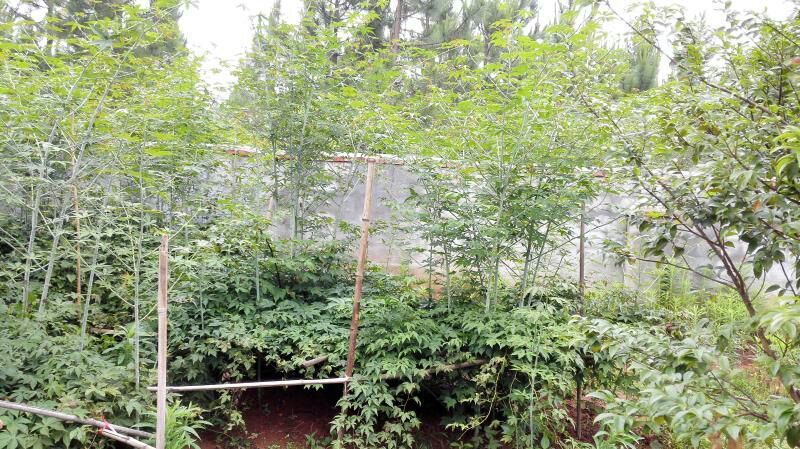 树莓苗野生高产红树莓苗